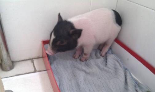 全球十大最受欢迎宠物