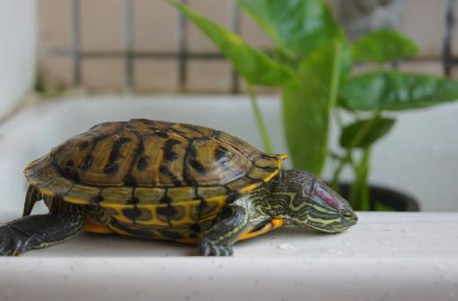 全球十大最受欢迎宠物