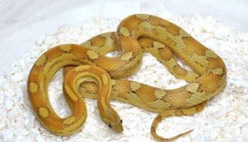 全球十大最受欢迎宠物