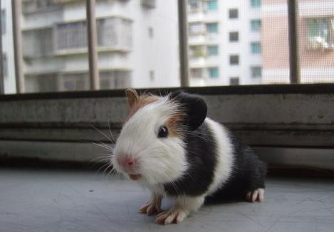 全球十大最受欢迎宠物