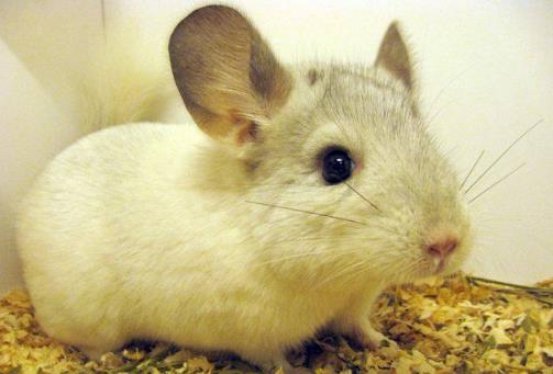 全球十大最受欢迎宠物