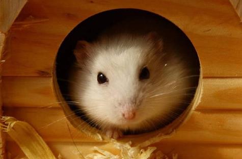 全球十大最受欢迎宠物