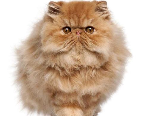 全球十大最受欢迎宠物