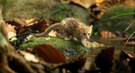 你知道世界上最小的猫有多大吗 你知道世界上最小的猫有多大吗