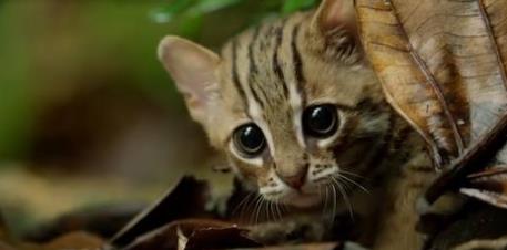 你知道世界上最小的猫有多大吗 你知道世界上最小的猫有多大吗