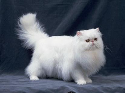 你知道世界上最小的猫有多大吗