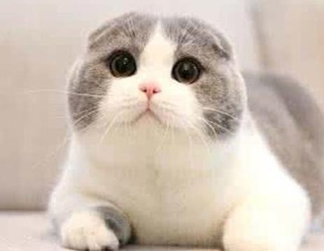 你知道世界上最小的猫有多大吗