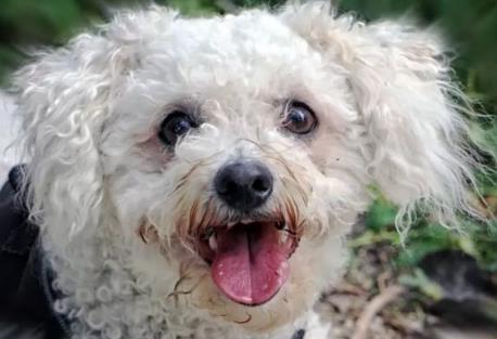 世界上最小的狗 世界上最小的狗