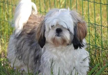 世界上最小的狗 世界上最小的狗