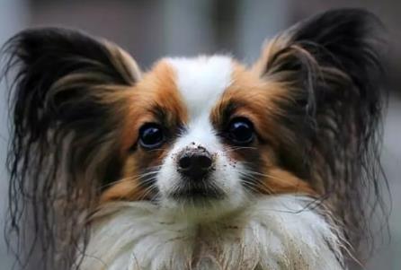 世界上最小的狗 世界上最小的狗