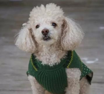 世界上最小的狗 世界上最小的狗