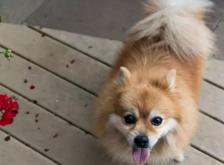 世界上最小的狗 世界上最小的狗