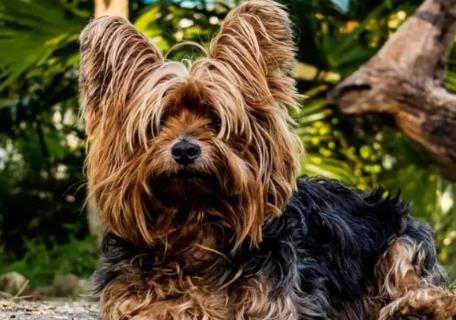 世界上最小的狗 世界上最小的狗