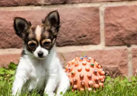 世界上最小的狗 世界上最小的狗