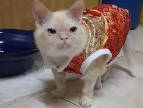 快来看下世界上最丑的猫