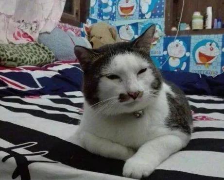 快来看下世界上最丑的猫