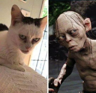 快来看下世界上最丑的猫