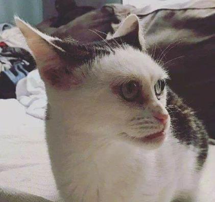 快来看下世界上最丑的猫