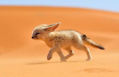 全球最可爱的小动物:你觉得它可爱吗