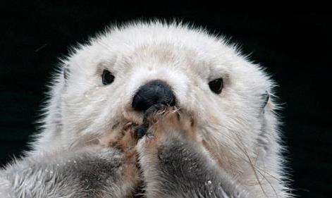 全球最可爱的小动物 全球最可爱的小动物