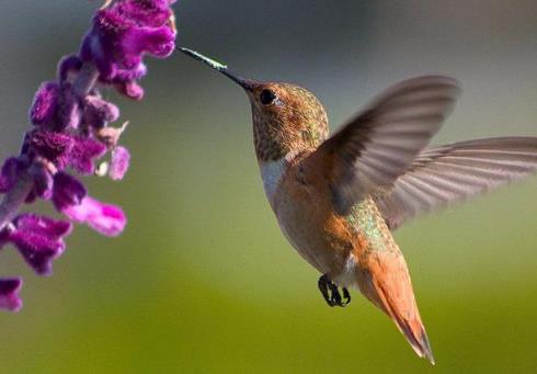 全球最可爱的小动物 全球最可爱的小动物