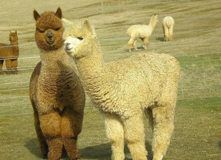 全球最可爱的小动物 全球最可爱的小动物