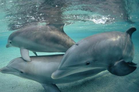 全球最可爱的小动物 全球最可爱的小动物