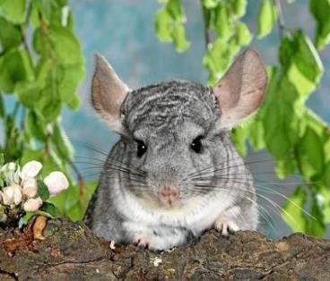 全球最可爱的小动物 全球最可爱的小动物