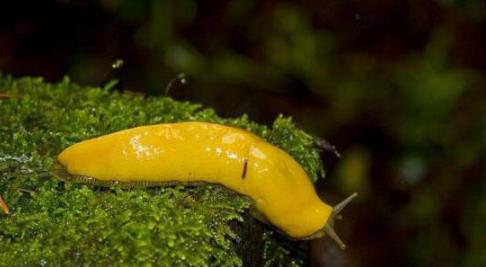 世界上最丑的动物