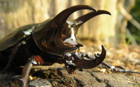 世界上最丑的动物