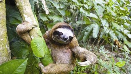 世界上最丑的动物