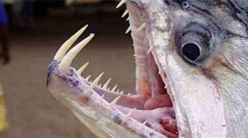 世界上最丑的动物