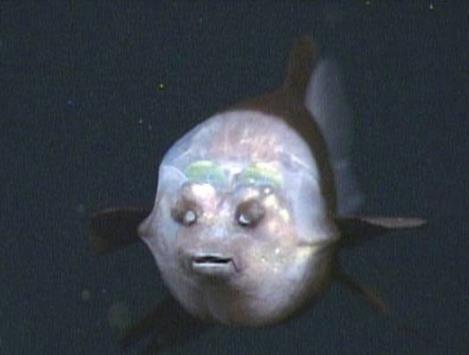 世界上最丑的动物