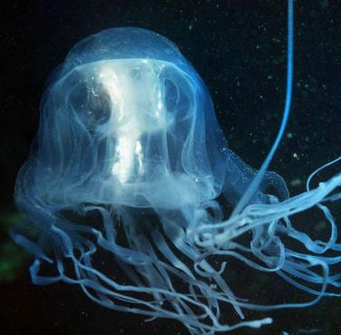 世界上最毒的生物 世界上最毒的生物