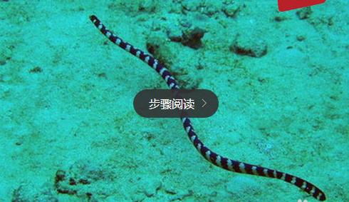 世界上最毒的生物 世界上最毒的生物