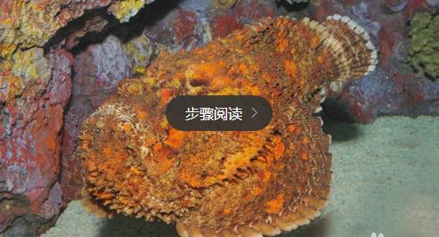 世界上最毒的生物 世界上最毒的生物