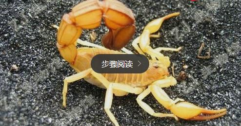 世界上最毒的生物 世界上最毒的生物