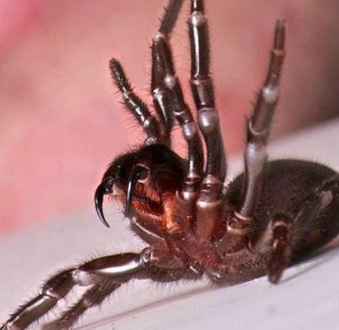 世界上最毒的生物 世界上最毒的生物