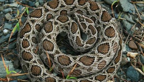 世界上最毒的生物 世界上最毒的生物