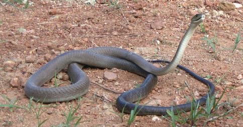 世界上最毒的生物 世界上最毒的生物