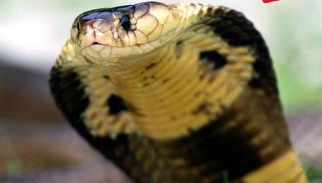 世界上最毒的生物 世界上最毒的生物