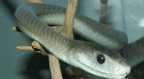 世界上最毒的生物 世界上最毒的生物