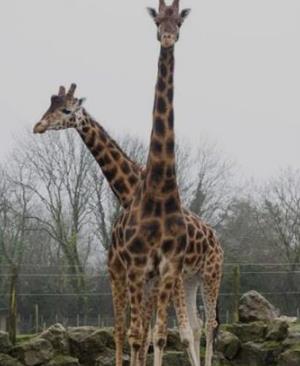 世界上最高的长颈鹿