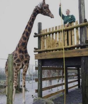 世界上最高的长颈鹿