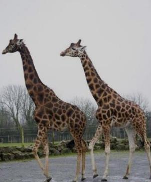 世界上最高的长颈鹿