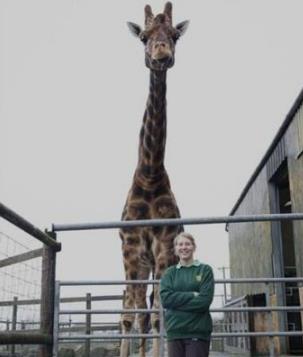 世界上最高的长颈鹿