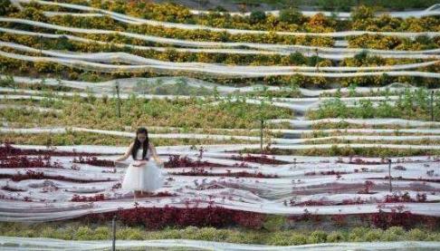 世界上最长的婚纱 世界上最长的婚纱