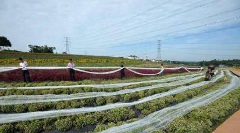 世界上最长的婚纱 世界上最长的婚纱