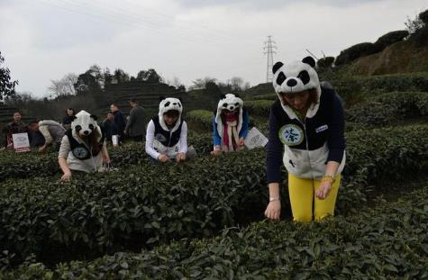 你听说过熊猫茶吗 你听说过熊猫茶吗