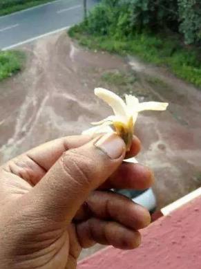 奇怪的香蕉 奇怪的香蕉